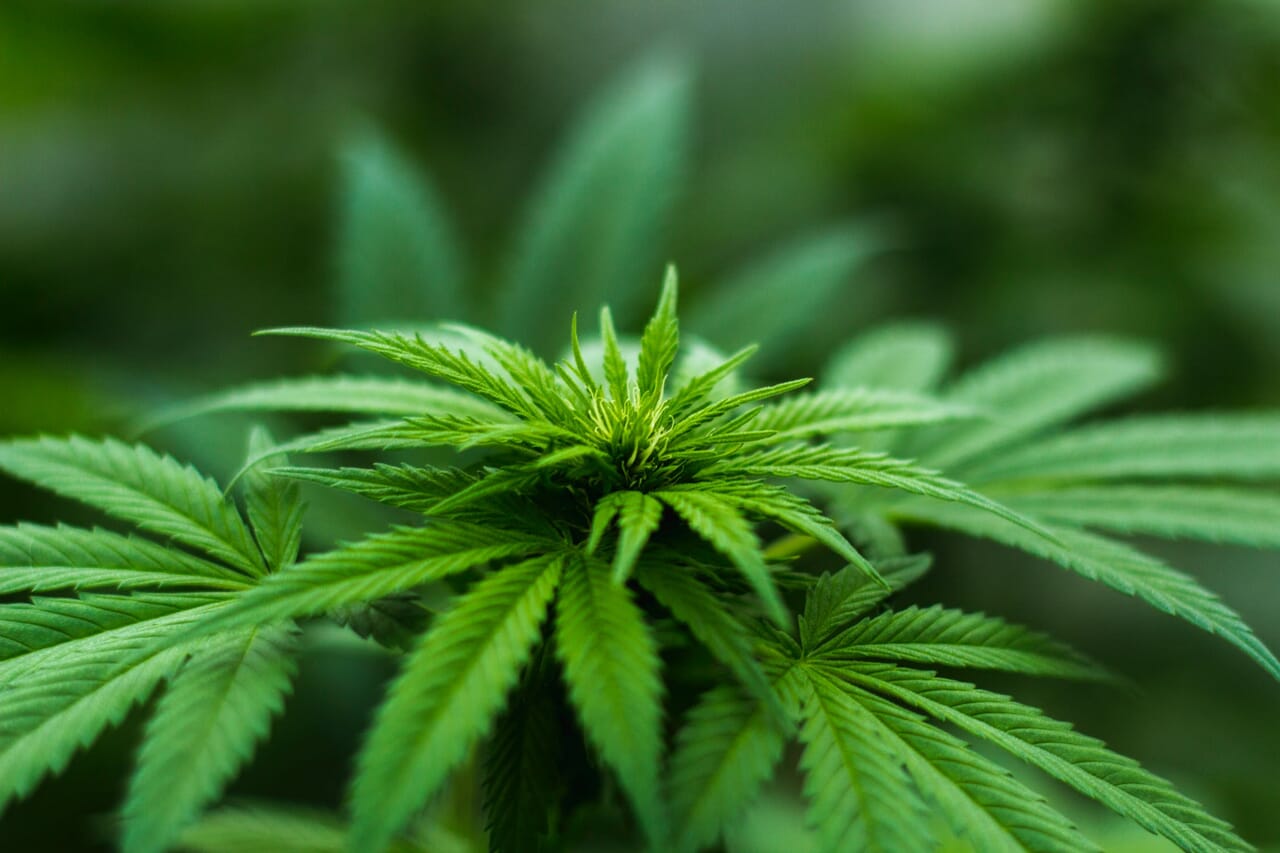sativa effects | Kurvana | Curated for years. Experienced in moments. sativa effects